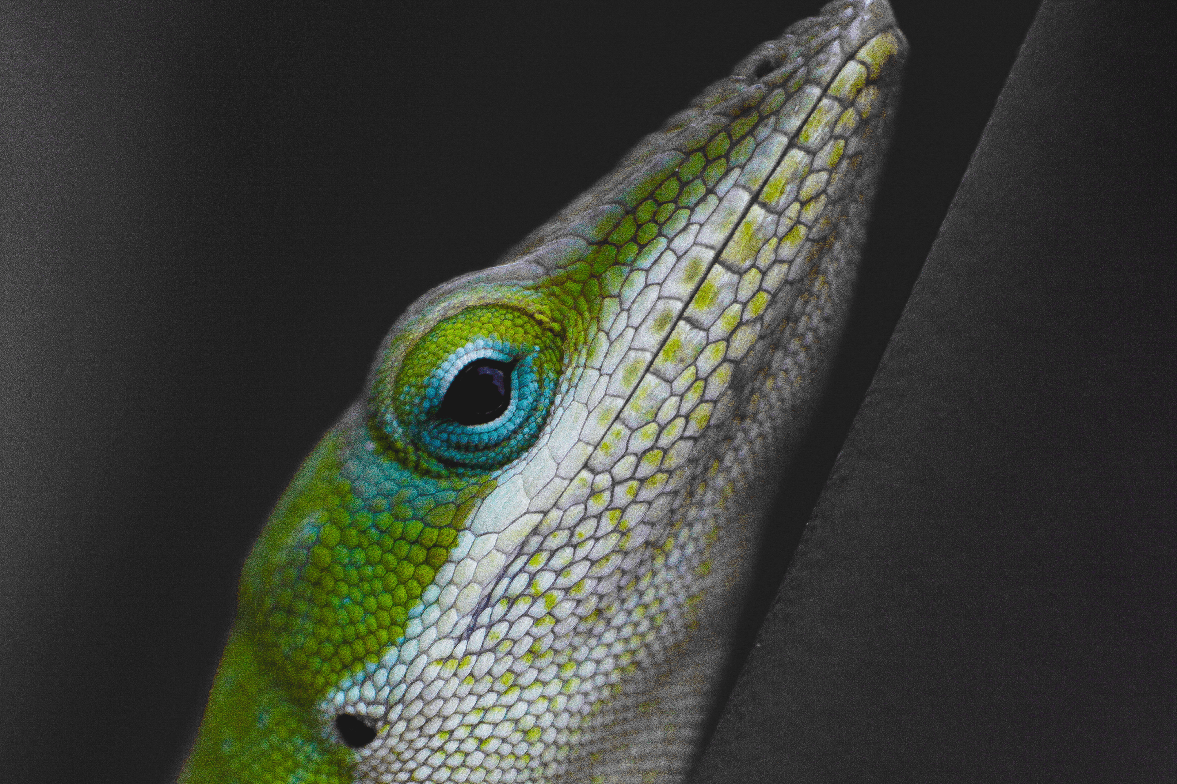 Green Anole Lizard