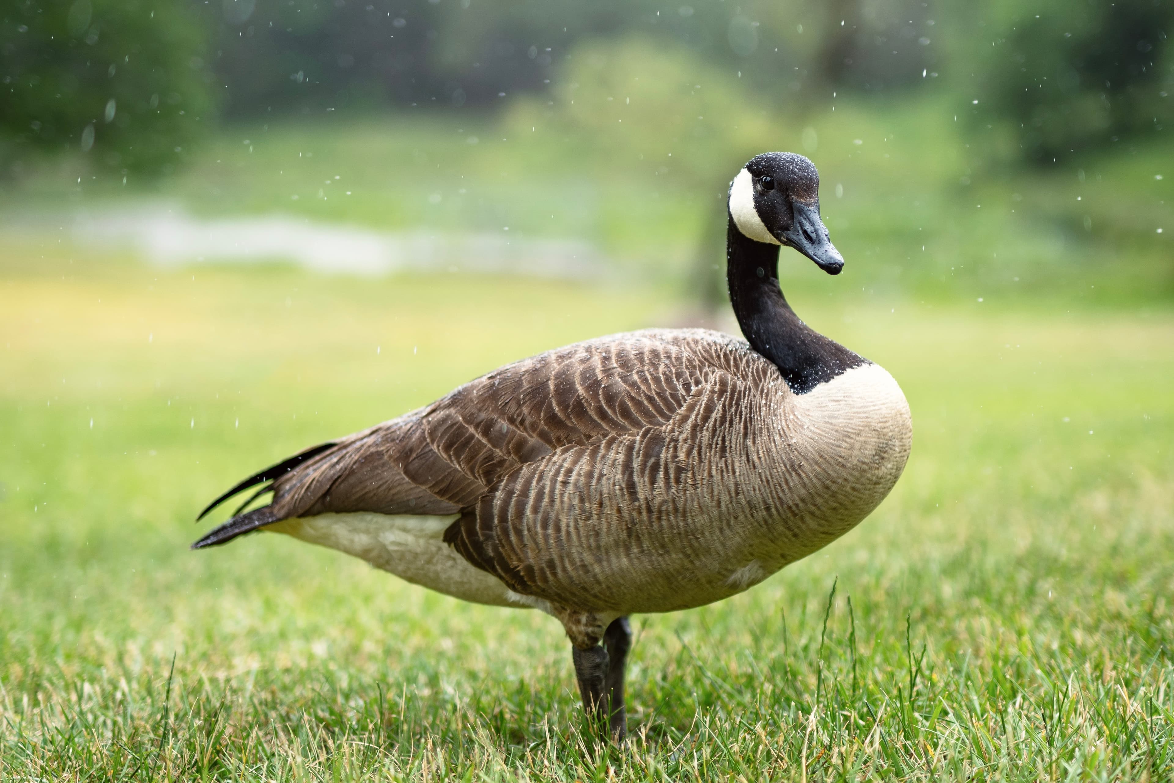 Canada Goose in the Rain