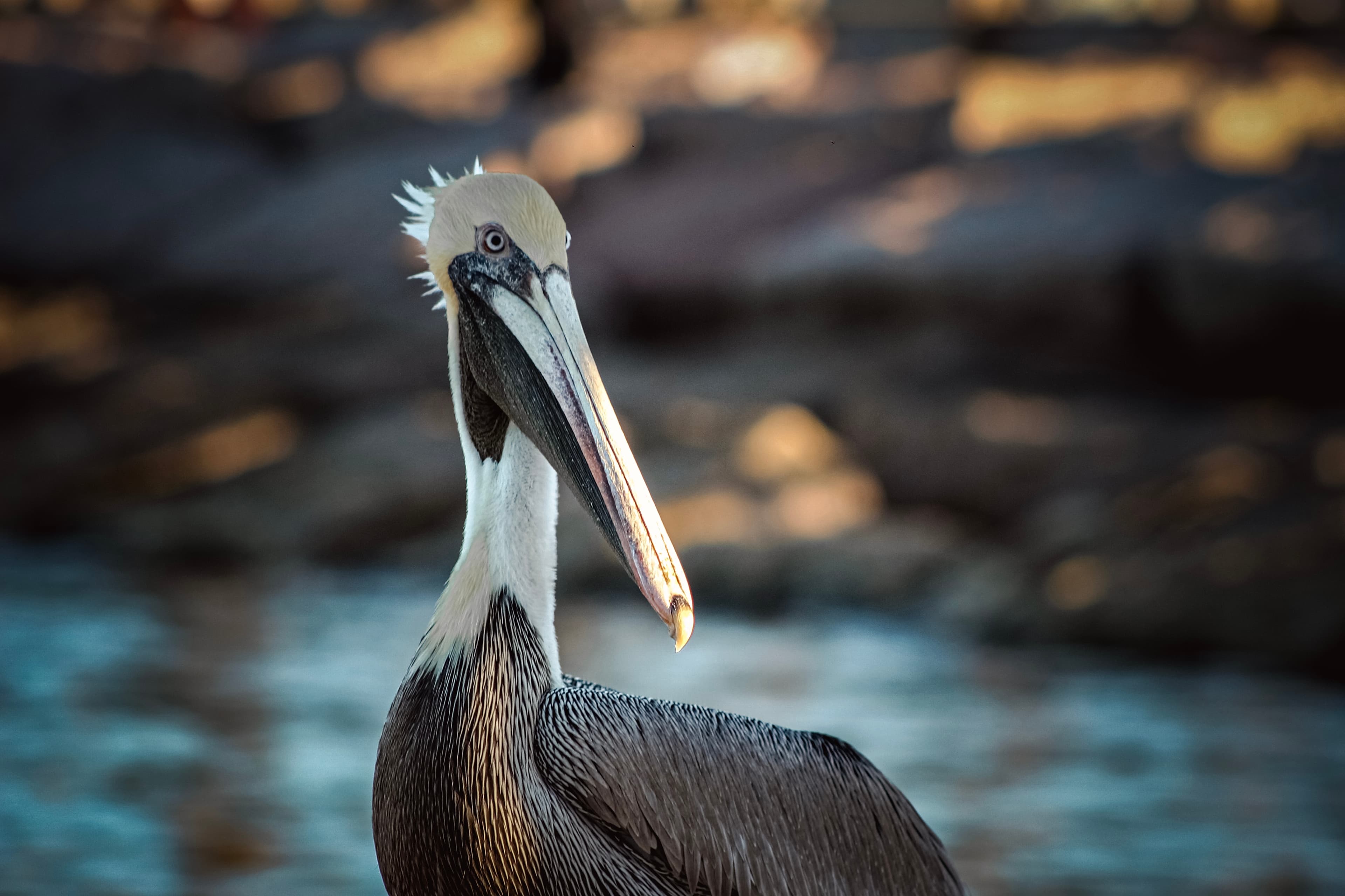 Brown Pelican Portrait