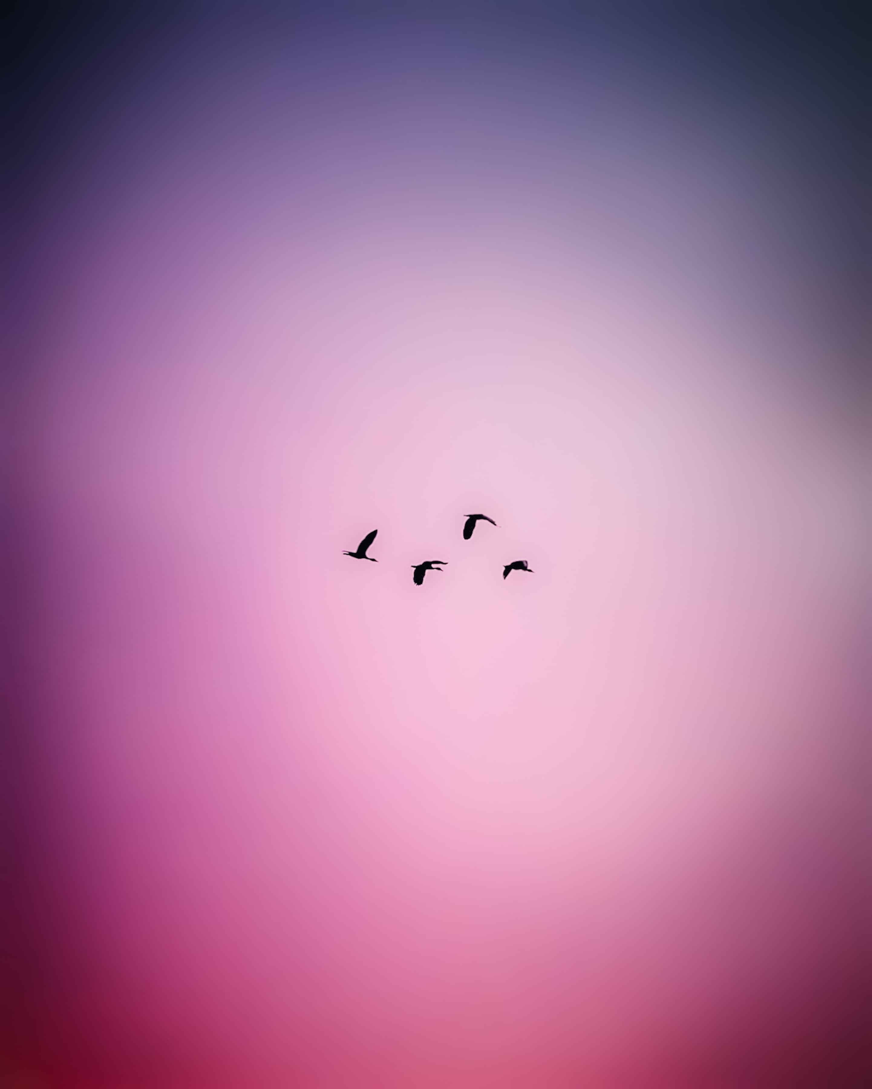 Birds in V Formation at Sunset